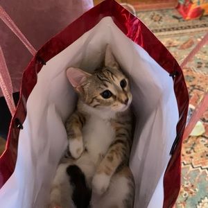 Meet your Posher, Shivam